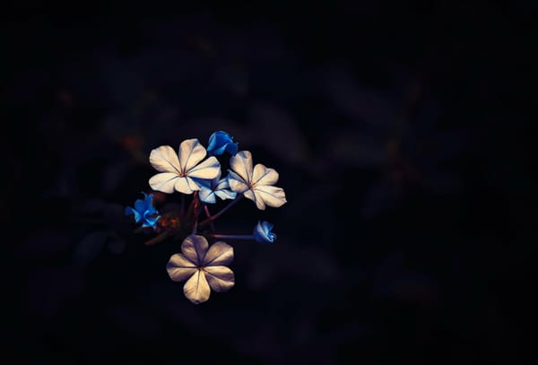Обои Little Bloom, цветочки