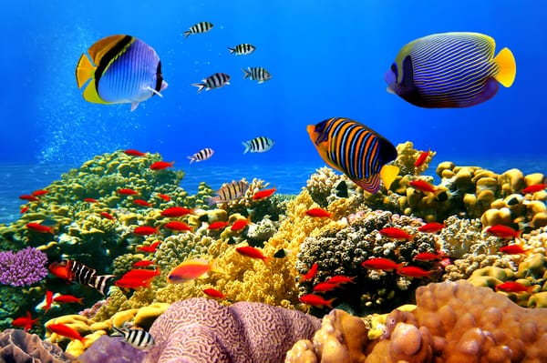 Обои underwater, fishes, коралловый риф, coral, reef, подводный мир, tropical, ocean