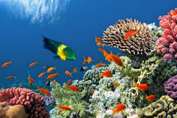 Обои underwater, ocean, coral, tropical, подводный мир, fishes, reef, коралловый риф, рыбки