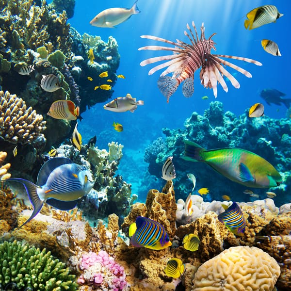 Обои underwater, океан, рыбки, коралловый риф, подводный мир, tropical, coral, reef, fishes, ocean