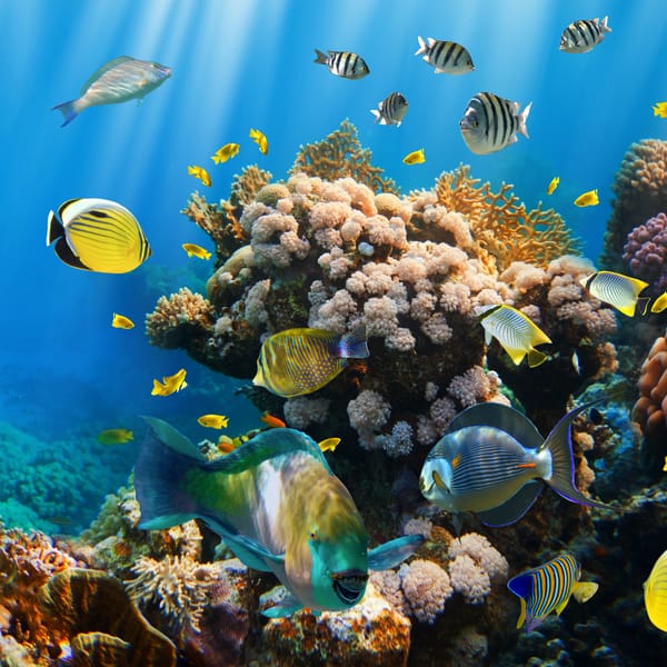 Обои underwater, океан, tropical, coral, подводный мир, reef, ocean, fishes, коралловый риф, рыбки