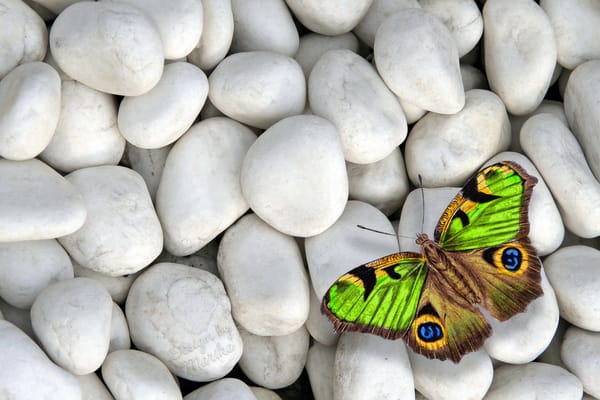 Обои butterfly, бабочка, камни, colorful, design by Marika, white stones