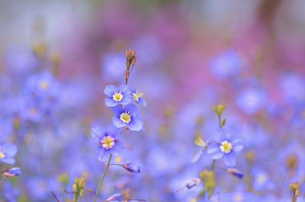Обои голубые, Heliophila longifolia, цветы, синие