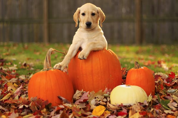 Обои щенок, листья, labrador retriever, осень, тыквы, pupkin, собака, лабрадор ретривер
