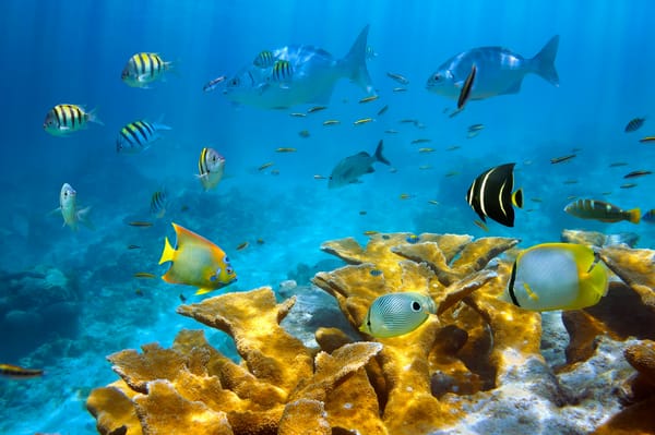 Обои рыбы, морское дно, море, кораллы