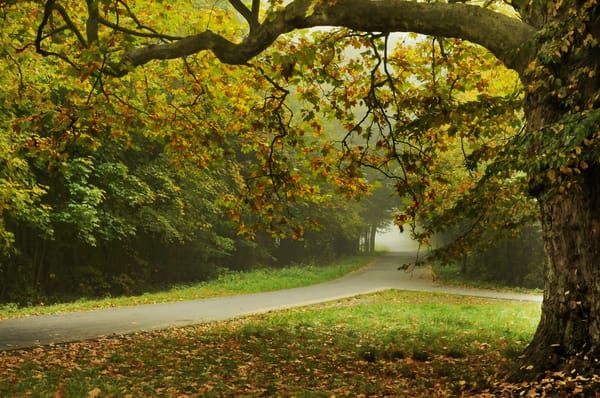 Обои street, красивый пейзаж, trees, Autumn trees, Осенний парк, road, nature, дорога, деревья, Осенние деревья, leaves, улица, листья, Autumn park, beautiful landscape, природа