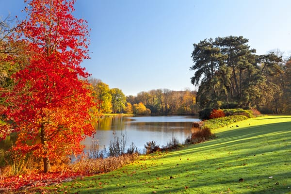 Обои солнечный свет, деревья, trees, озеро, grass, sunlight, Осенний парк, landscape colorful trees, листья, природа, nature, autumn, осень, lake, трава, Autumn park, leaves, пейзаж красочные деревья