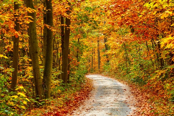 Обои природа, деревья, road, время года, осень, autumn seasons, nature, trees, дорога