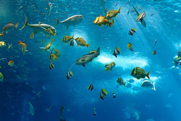 Обои underwater, рыба, под водой, океан, fish, sea, море, ocean