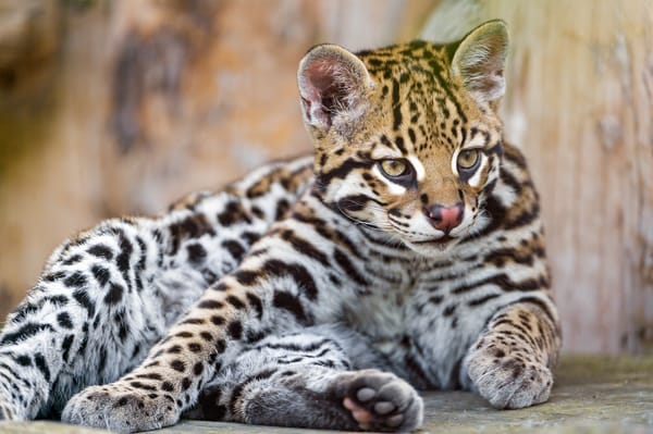 Обои кошка, оцелот, взгляд, ©Tambako The Jaguar