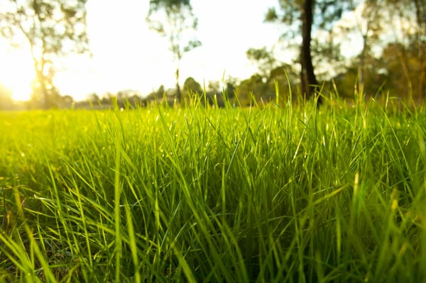 Обои Nature, fresh garden, bright, rural season, цвета, макро, густая, природа, grass, rime, трава, macro, роса, environment, капельки, green ground