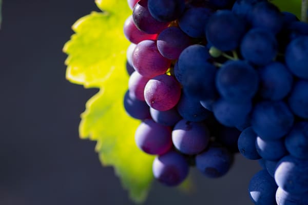 Обои виноград macro photo, фрукты, природа, fruit, большое разрешение, grape