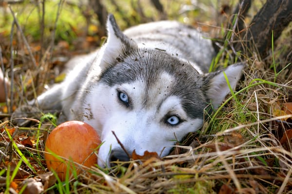 Обои Сибирский хаски, голубые глаза, яблоко, осень, husky, грустные глаза