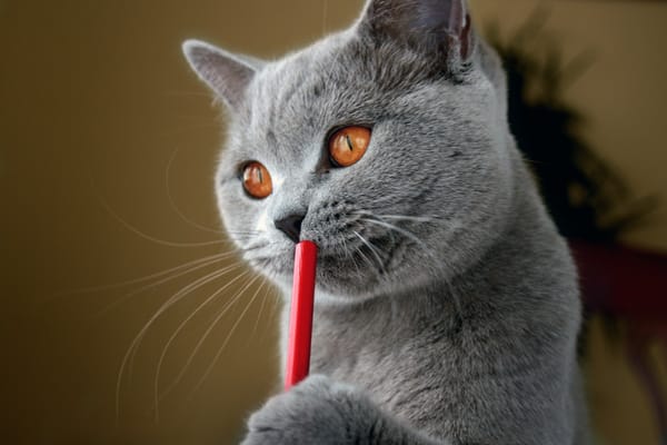 Обои писатель, британский, кот