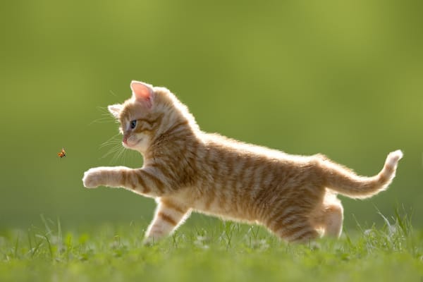 Обои голубоглазый, божья коровка, полосатый, котёнок, насекомое, трава, игра