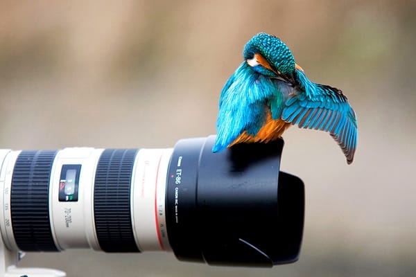 Обои зимородок, птица, фотоаппарат, ярко
