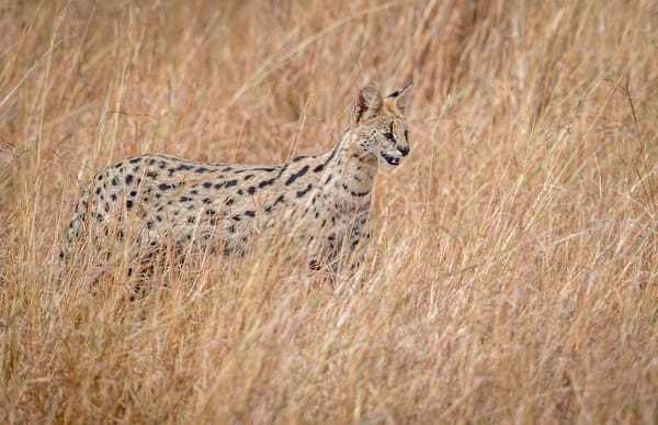Обои охотник, Serval, дикая природа