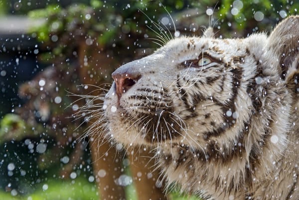 Обои кошка, капли, профиль, морда, ©Tambako The Jaguar, белый тигр