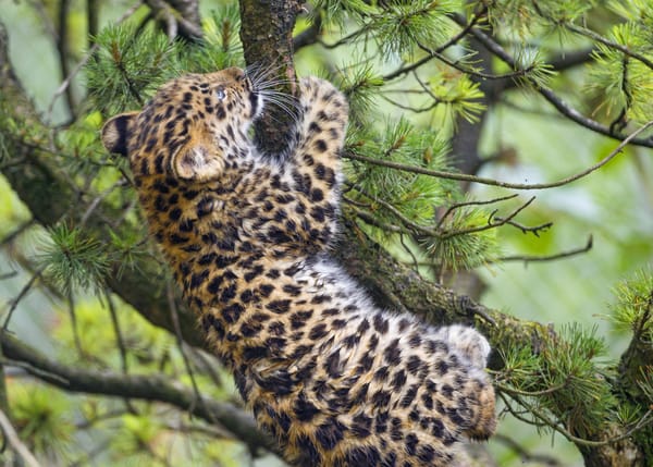 Обои кошка, котёнок, ветки, ©Tambako The Jaguar, амурский, леопард, сосна, детёныш
