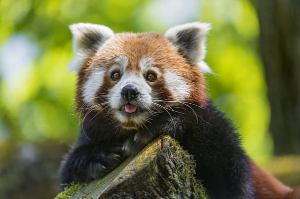 Обои взгляд, ©Tambako The Jaguar, firefox, красная панда, малая панда, морда
