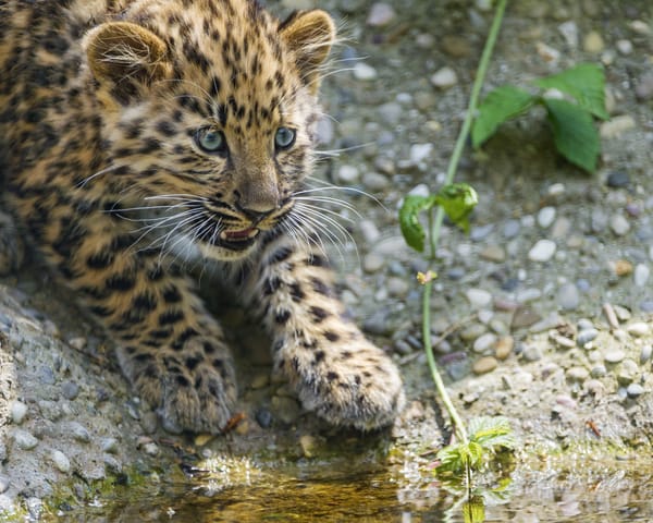 Обои кошка, леопард, взгляд, детёныш, амурский, камни, котёнок, ©Tambako The Jaguar