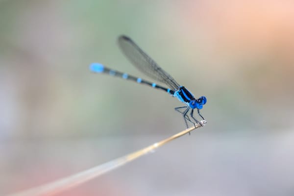 Обои крылья, dragonfly, стебель, blue rings, wings, синие кольца, стрекоза, stalk