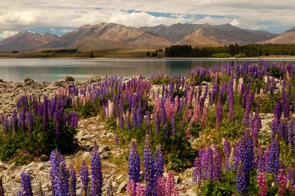 Обои цветы, Delphinium, Новая Зеландия, шпорник, живокость, дельфиниум, Lake Tekapo, Текапо, озеро, горы, камни