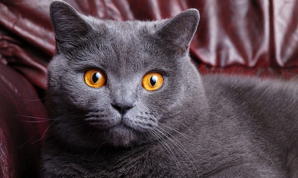 Обои кот, британский, британец, кошка, морда, глаза, короткошерстный, cat, желтые, серый, окрас