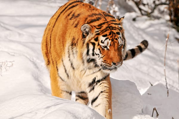 Обои тигр, снег, большая кошка, охота, амурский, хищник