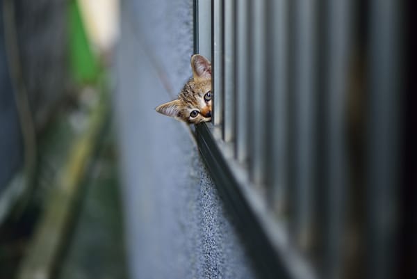 Обои подглядывает, котенок, смотрит, стенка