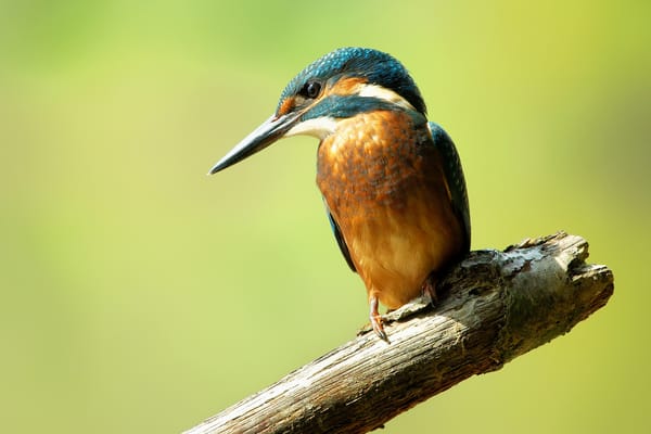 Обои птица, alcedo atthis, ветка, обыкновенный зимородок, kingfisher