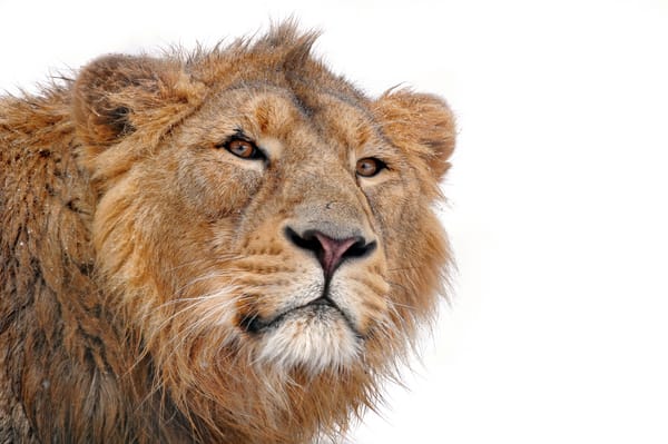 Обои лев, усы, хищник, молодой, на белом фоне, panthera leo, смотрит, lion, морда, грива