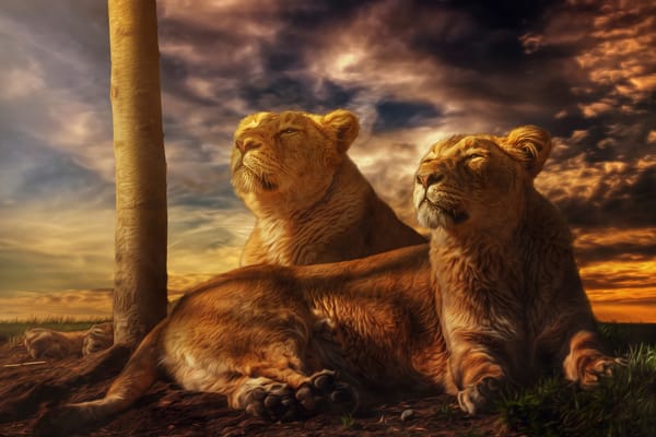 Обои львицы, обработка, Hakuna Matata