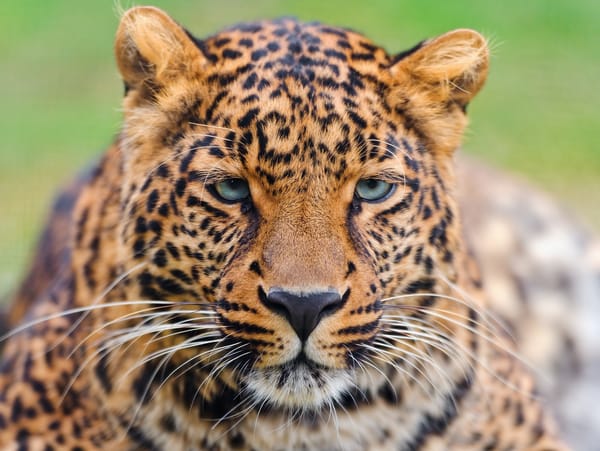 Обои леопард, взгляд, panthera pardus, морда, красивый, усы, leopard, большая пятнистая кошка