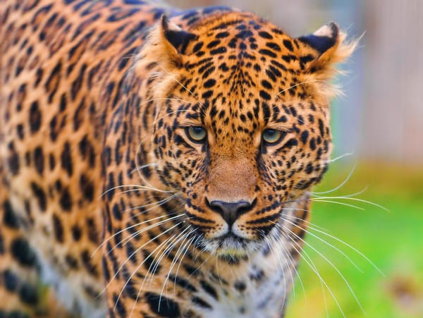 Обои леопард, стоит, пятнистый, морда, leopard, смотрит, panthera pardus, красивый
