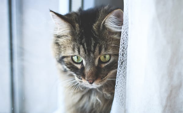 Обои пололсатый, глаза, котэ, котяра