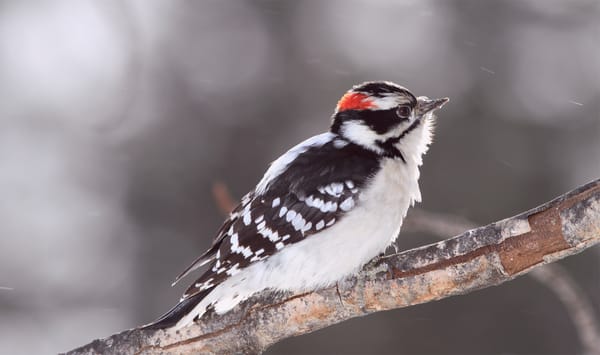 Обои Bird, серый, ветка, размытость, блики, птица, пушистый дятел, woodpecker