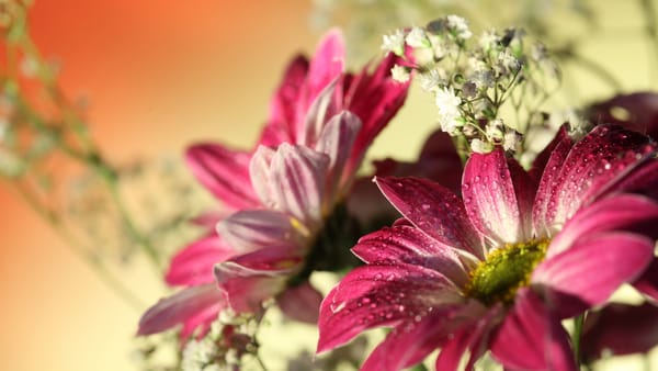 Обои red Gerbera, flowers, цветы, water drops, капли воды, romantic, красные герберы, романтический