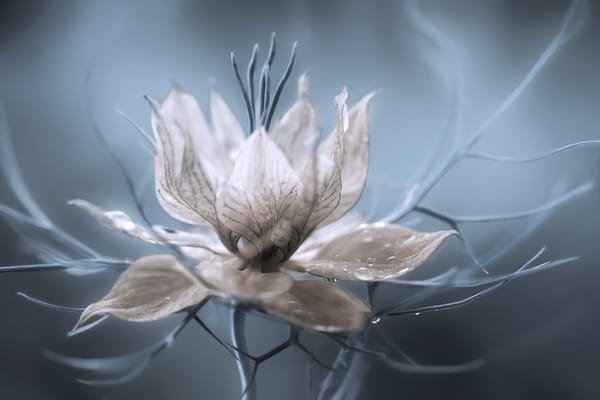 Обои Nigella Damascena, природа, цветок, макро
