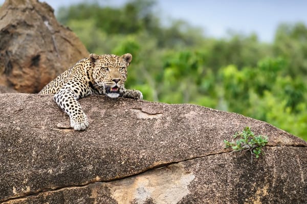 Обои Leopard, природа, зверь