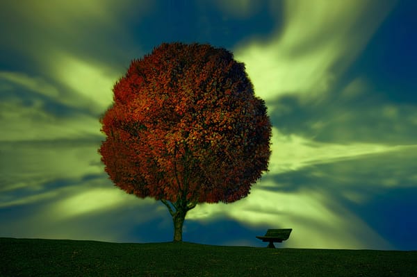 Обои дерево, Plant your dream, скамья