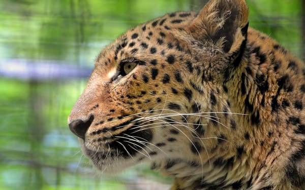 Обои леопард, большая пятнистая кошка, взгляд, морда, panthera pardus, грустный, leopard, усы