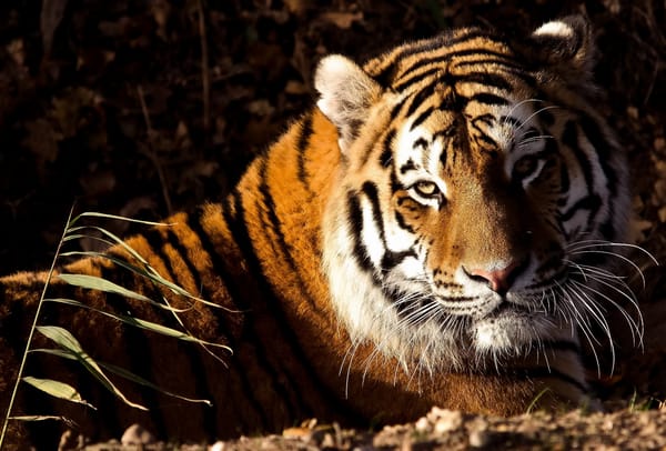 Обои тигр, морда, лежит, взгляд, panthera tigris, tiger