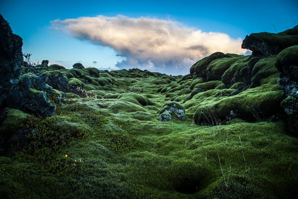 Обои photo, расстение, зеленые, Ирландия, photographer, мох, холмы, Andrés Nieto Porras