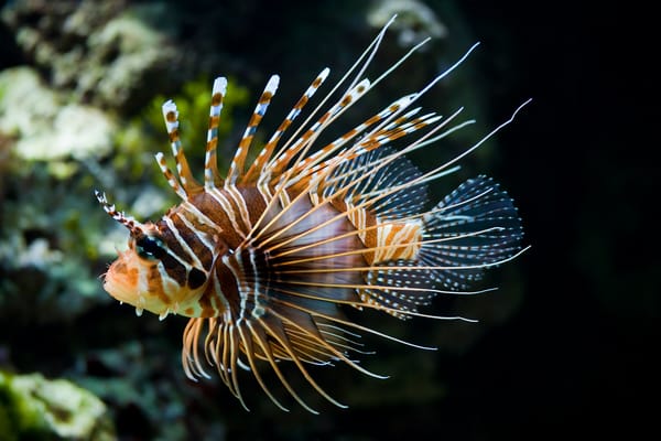 Обои рыба, крылатка, Pterois volitans
