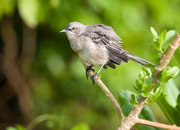 Обои Mockingbird, макро, Пересмешник, птица, ветка