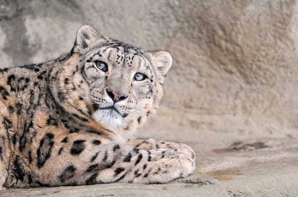 Обои большая, кошка, снежный леопард, snow leopard