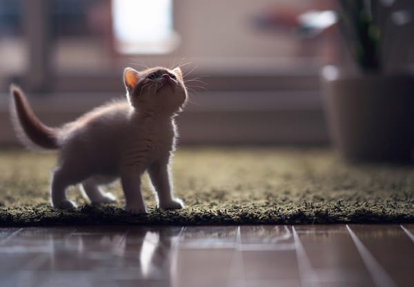 Обои кошка, Hannah, © Ben Torode, котенок