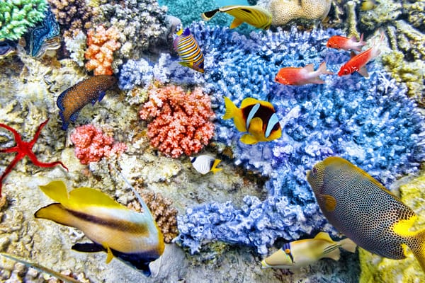 Обои underwater, world, coral, рыбки, ocean, коралловый риф, fishes, океан, подводный мир, reef, tropical