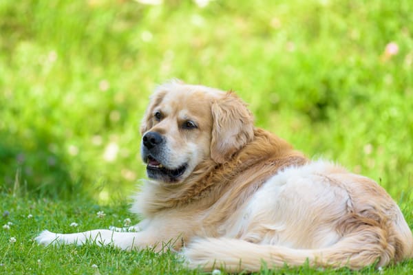 Обои собака, друг, Golden Retriever, взгляд